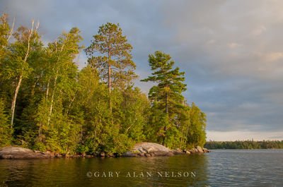 Pines over Vermilion Lake print