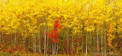 Aspens and Maple print
