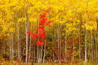 Aspen and Maple print