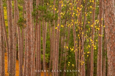 Red Pines and Aspen print