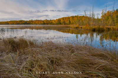 Sedges along North State Lake print