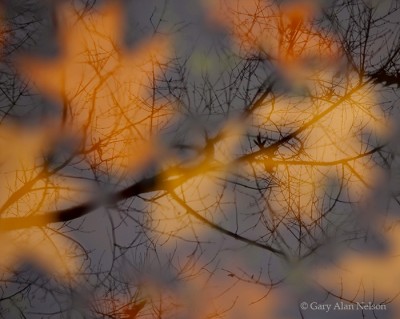 Oak Leaves in Pool print