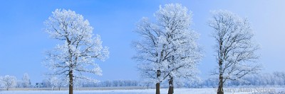 Hoar Frost and Oak Trees print
