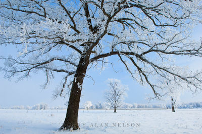 Hoar Frost on Oak Trees print