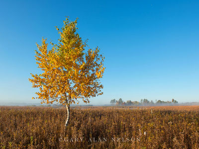 Birch on the Prairie