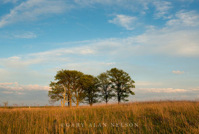 Copse of Trees on the Prairie print
