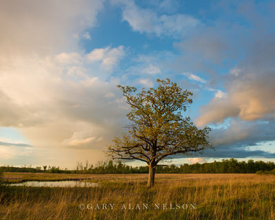 Evening Light over Lone Tree print