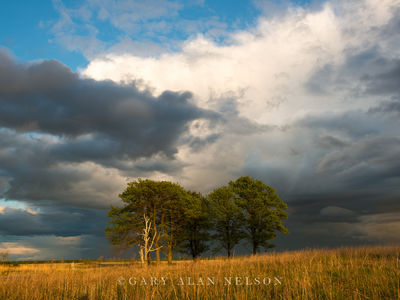 Copse of Trees under Storm Clouds print