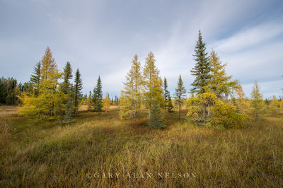 MN-15-243-NF print