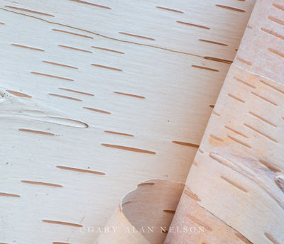 MN-15-388-WMA print