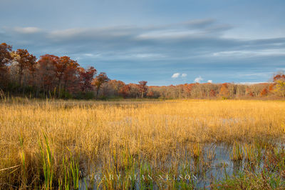 MN-15-481-SP print