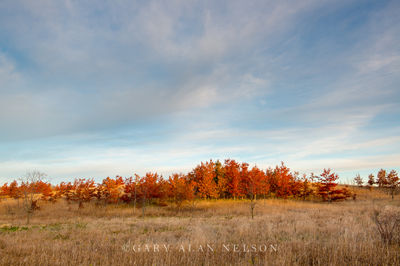 Oak trees on a prairie savannah print
