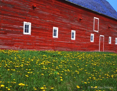 Red Barn and Dandelions print