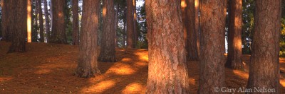 Red Pines in Light print