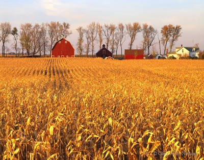 Fields of Corn and Farm print