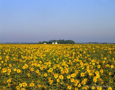 Sunflowers and Farm print