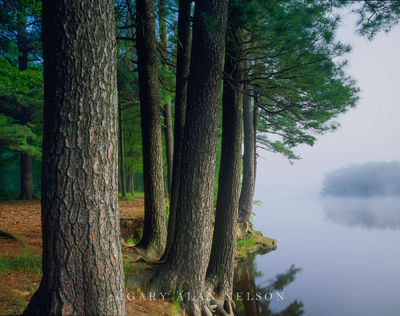 White Pines on the St. Croix River print
