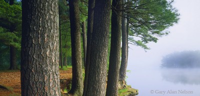White Pines on the St. Croix River print