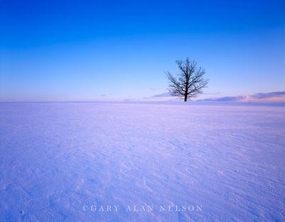 Oak Tree in a State of Nature print