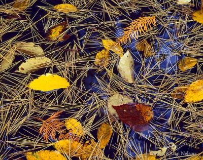 Pine Needles and Birch Leaves print
