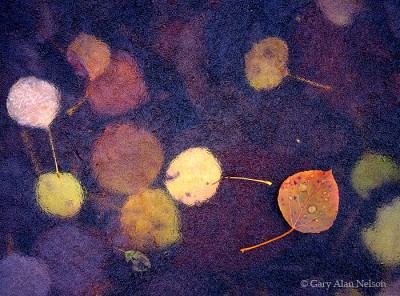 Aspens Leaves in Ice print
