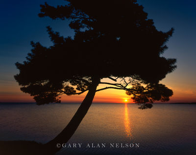 Pine Silhouette at Dawn print