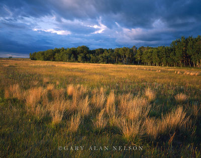Little Bluestem on the Aspen Parklands print