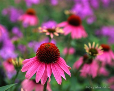 Purple Coneflowers print