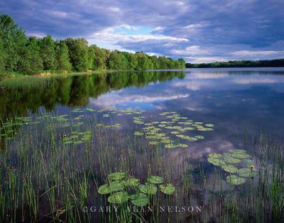 Lily Pads on Echo Lake print