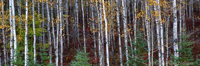 Blackhoof River State Forest print