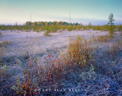 Frost on Peat Bog print