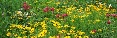 Prairie Flowers print