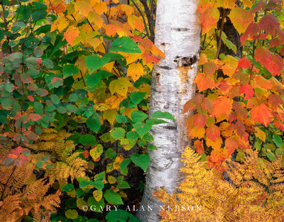 Colors of Autumn print