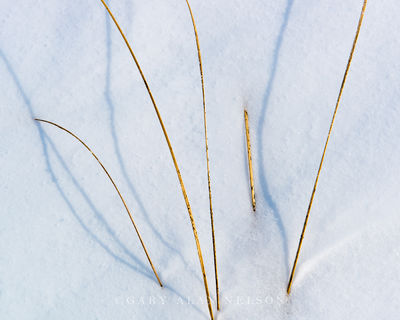 Grass and Snow print