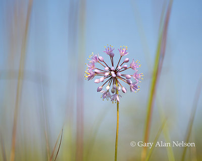 Prairies: Wildflowers, Grasses