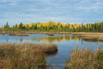 Marsh in Superior National Forest print