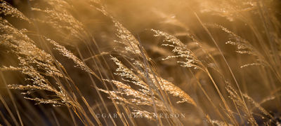 Prairies: Wildflowers, Grasses