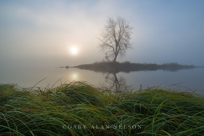 Grasses, sun and Lone Tree print