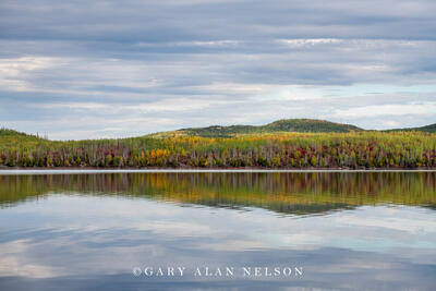 Autumn along Gunflint Lake, Superior National Forest, Minnesota