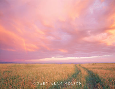 Trail and Pink Sky print