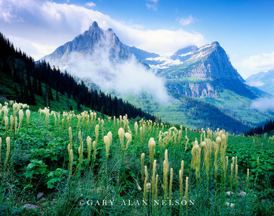 Beargrass at Glacier print