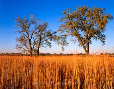 Prairie Grasses and Cottonwood Trees print