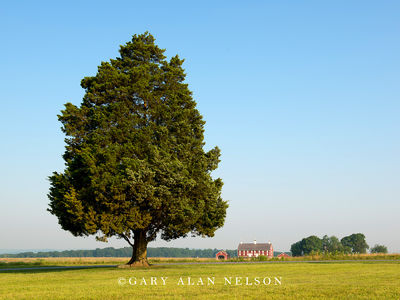 Lone Tree and Barn