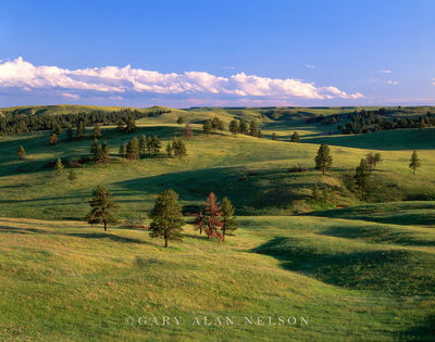 Rolling Hills and Pines print