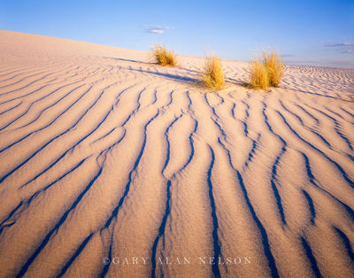 Blonde Grasses and Dunes print