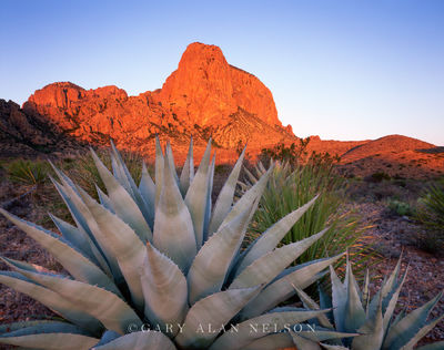 Agave and Chisos Mountains print