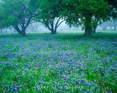 Bluebonnets and Phlox in Fog print