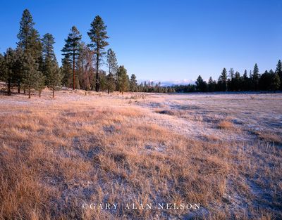 Pines and Prairie Grass print