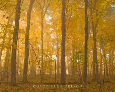 Autumn on Fire print