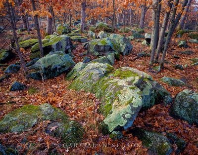 Moss Covered Boulders
